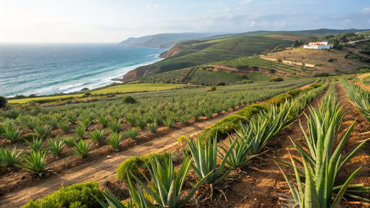 Alt-Text für das Blog-Bild:
Aloe Vera Plantage in der Algarve: Sonnenverwöhnte, biologische Pflanzen für natürliche Hautpflege