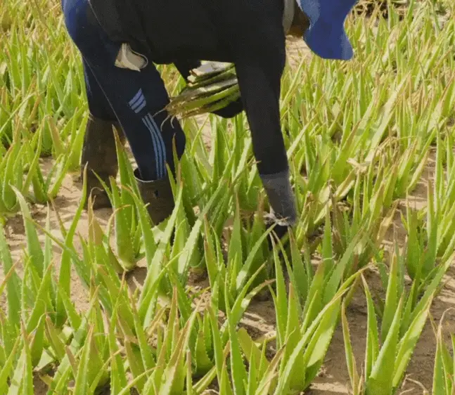 Ultra Concentrated Aloe Vera Gel "Mergulho" 300ml