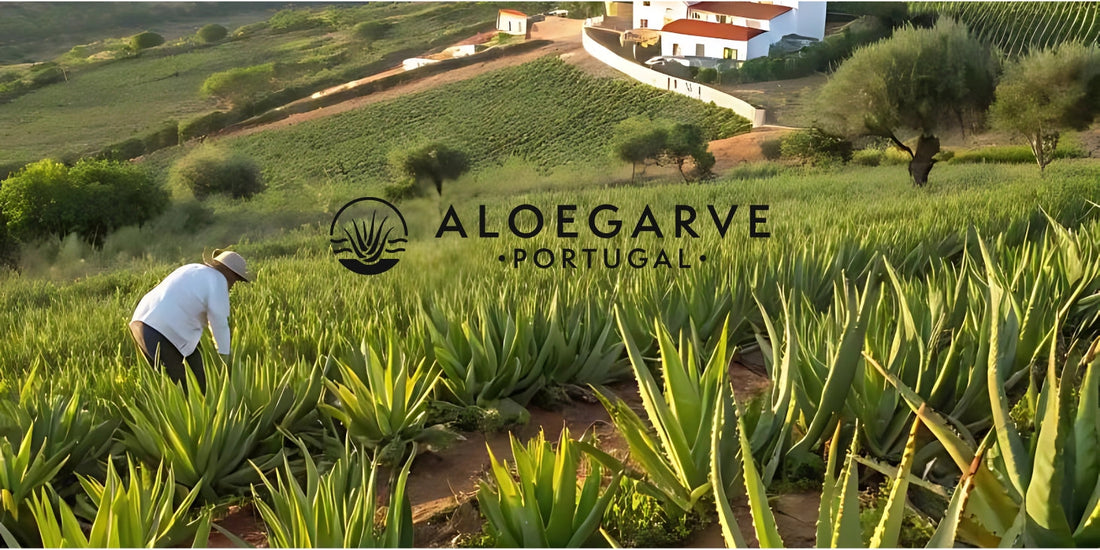 Why Aloegarve Leads the Way in Organic Aloe Vera Skincare Excellence