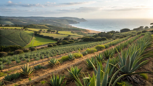 Aloevera